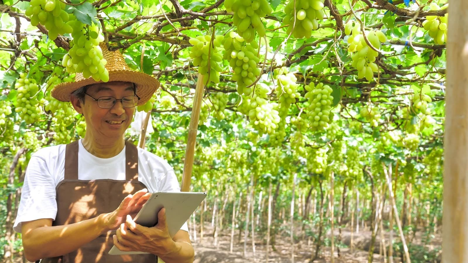 Smart Farming, Solusi Terbaik untuk Masa Depan Pangan Jepang